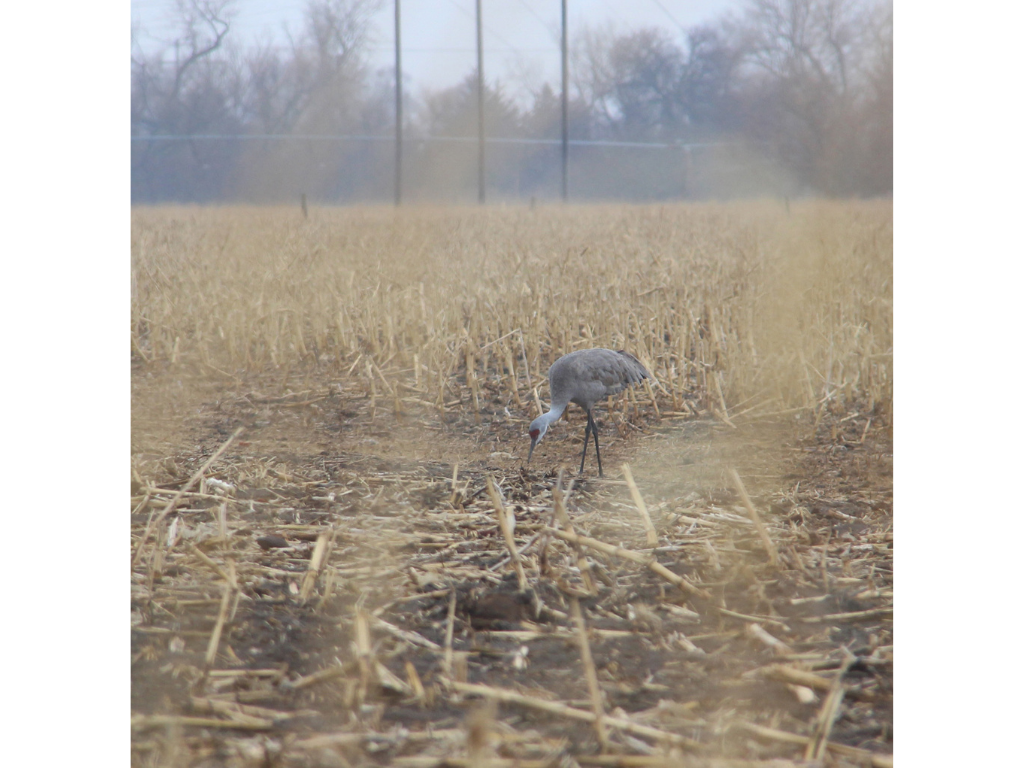 Crane picking at straw in cornfield